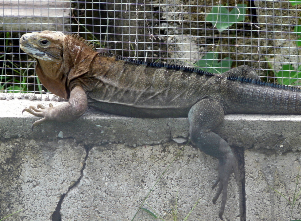 Sivun Cyclura collei Gray 1845 kuva