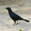 Image of Grackles