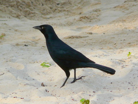 Image of Greater Antillean Grackle