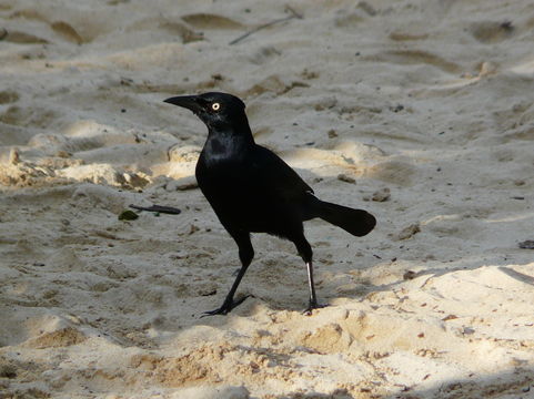 Image of Greater Antillean Grackle