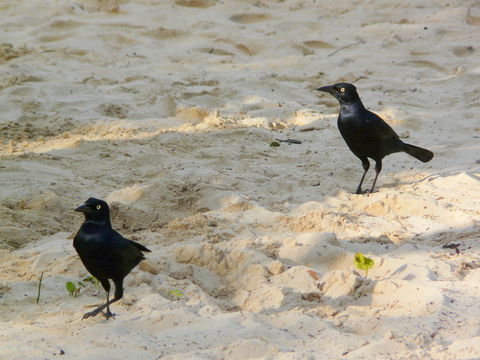 Image of Greater Antillean Grackle