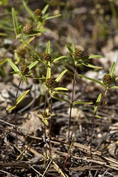 Image of Zinnia tenuis (S. Wats.) J. L. Strother