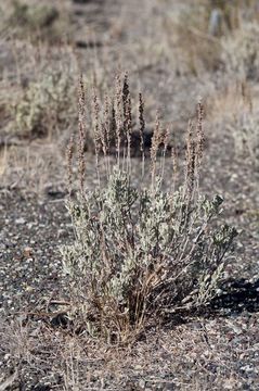 Imagem de Artemisia tridentata subsp. vaseyana (Rydb.) Beetle