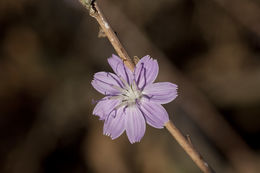 صورة Stephanomeria virgata subsp. pleurocarpa (Greene) Gottlieb