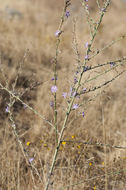 صورة Stephanomeria virgata subsp. pleurocarpa (Greene) Gottlieb