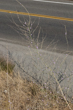 صورة Stephanomeria virgata subsp. pleurocarpa (Greene) Gottlieb