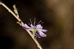 صورة Stephanomeria virgata subsp. pleurocarpa (Greene) Gottlieb