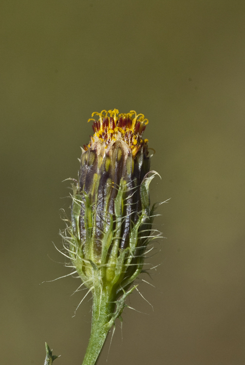 Imagem de Adenophyllum porophyllum (Cav.) Hemsl.