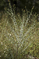 Image of poreleaf dogweed