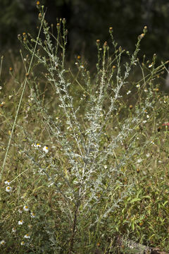 Image of poreleaf dogweed