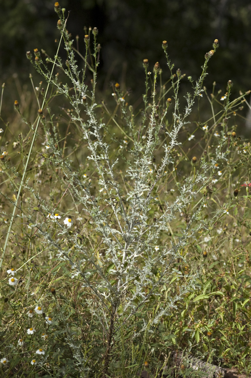 Imagem de Adenophyllum porophyllum (Cav.) Hemsl.