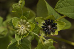 Image of Perfoliate Blackfoot