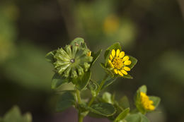 Image of Perfoliate Blackfoot