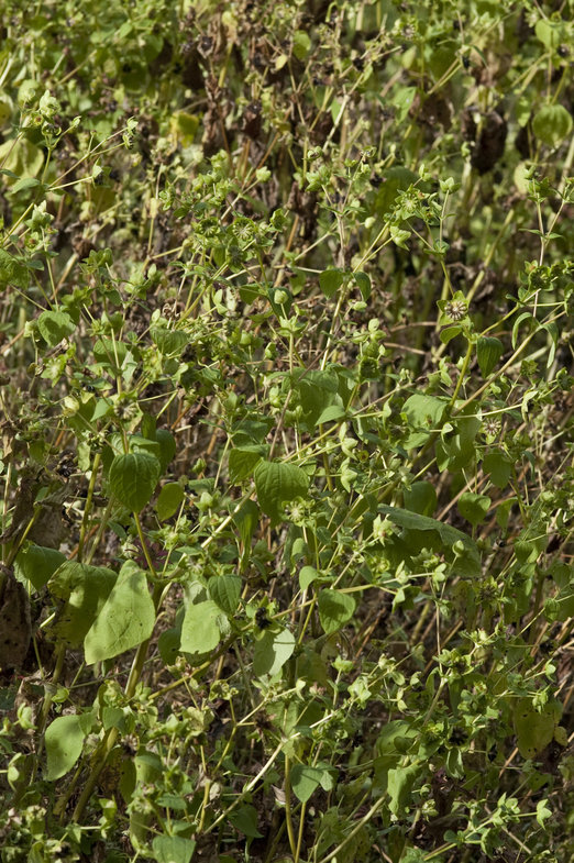 Image of Perfoliate Blackfoot