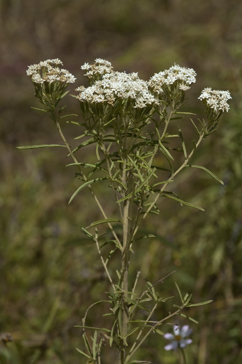 Image of sawtooth candyleaf