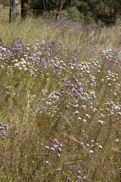 Image of viscid candyleaf