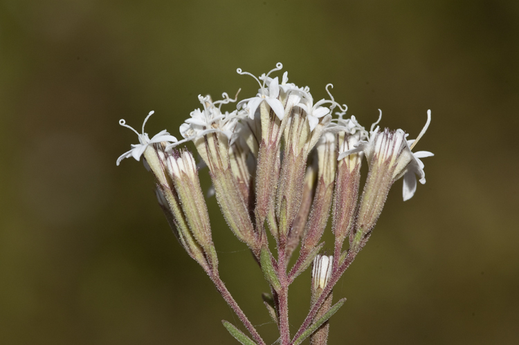 Image of viscid candyleaf