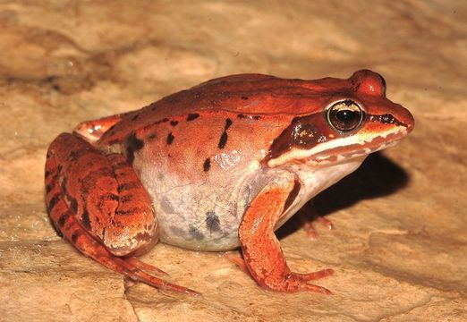 Lithobates sylvaticus (Le Conte 1825) resmi