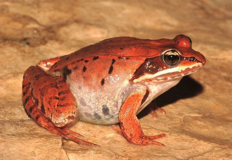 Image of Wood Frog