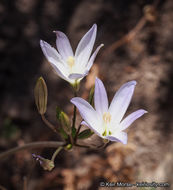 Image de Brodiaea orcuttii (Greene) Baker