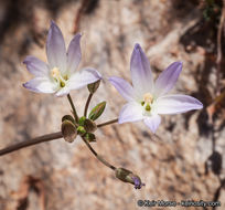 Image de Brodiaea orcuttii (Greene) Baker