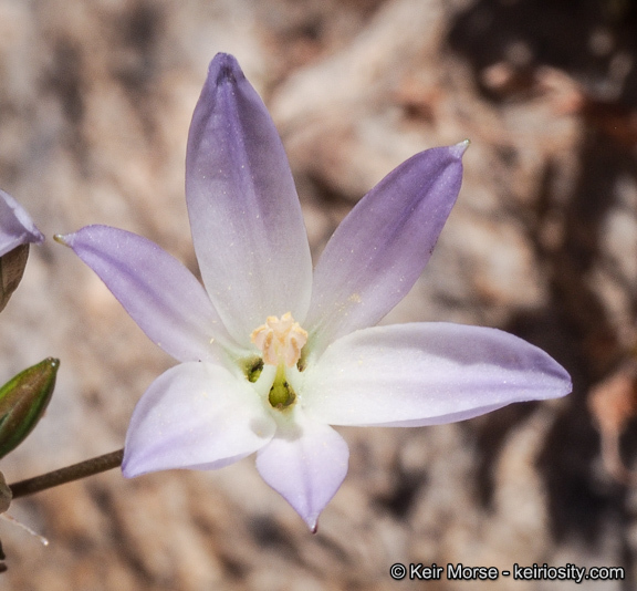 Image de Brodiaea orcuttii (Greene) Baker