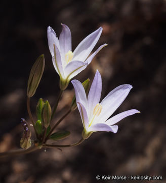 صورة Brodiaea orcuttii (Greene) Baker