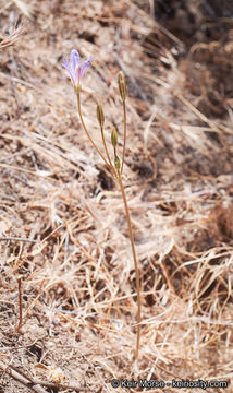 Image de Brodiaea orcuttii (Greene) Baker