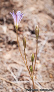 Image de Brodiaea orcuttii (Greene) Baker