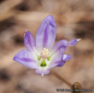 Image de Brodiaea orcuttii (Greene) Baker