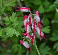 Image of white ramping fumitory