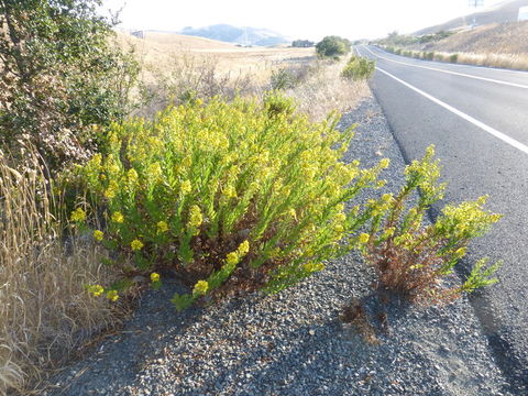 Image of Dittrichia viscosa (L.) W. Greuter