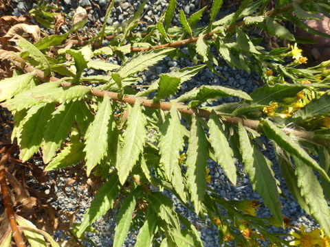 Image of Strong-smelling Inula