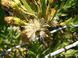 Image of Strong-smelling Inula