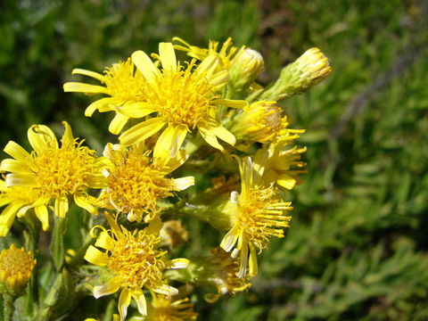 Image of Strong-smelling Inula