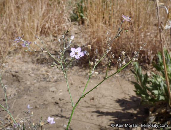 Plancia ëd <i>Saltugilia caruifolia</i>