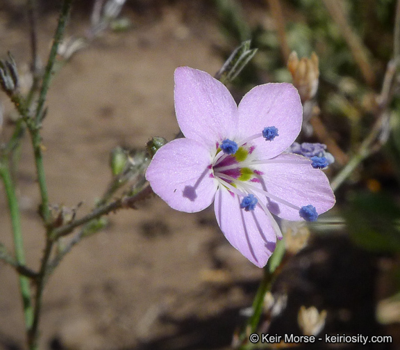 Plancia ëd <i>Saltugilia caruifolia</i>