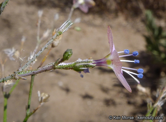 Plancia ëd <i>Saltugilia caruifolia</i>