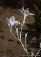 Plancia ëd <i>Saltugilia caruifolia</i>