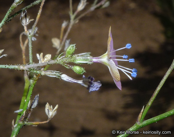 Plancia ëd <i>Saltugilia caruifolia</i>