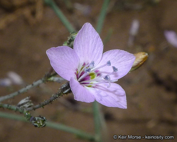 Plancia ëd <i>Saltugilia caruifolia</i>