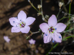 Plancia ëd <i>Saltugilia caruifolia</i>