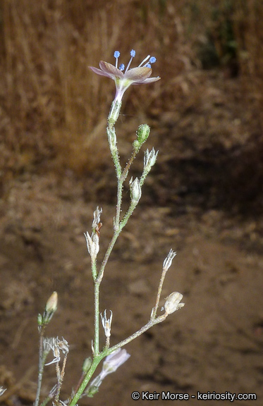 Plancia ëd <i>Saltugilia caruifolia</i>