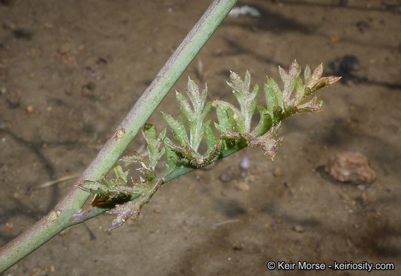 Plancia ëd <i>Saltugilia caruifolia</i>