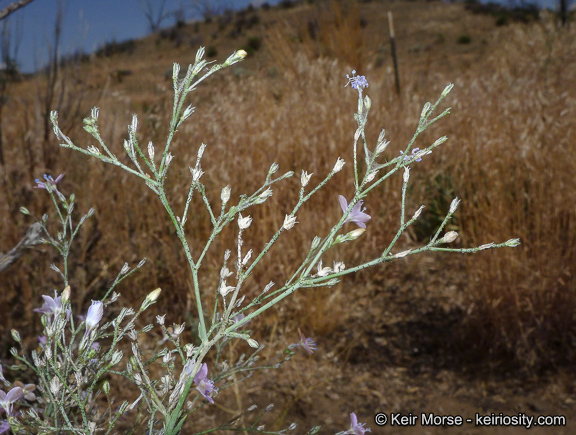 Plancia ëd <i>Saltugilia caruifolia</i>