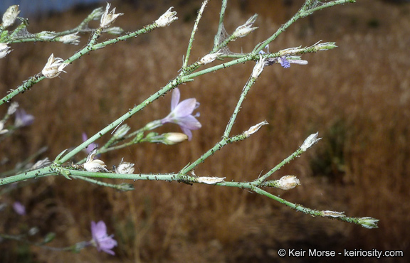 Plancia ëd <i>Saltugilia caruifolia</i>