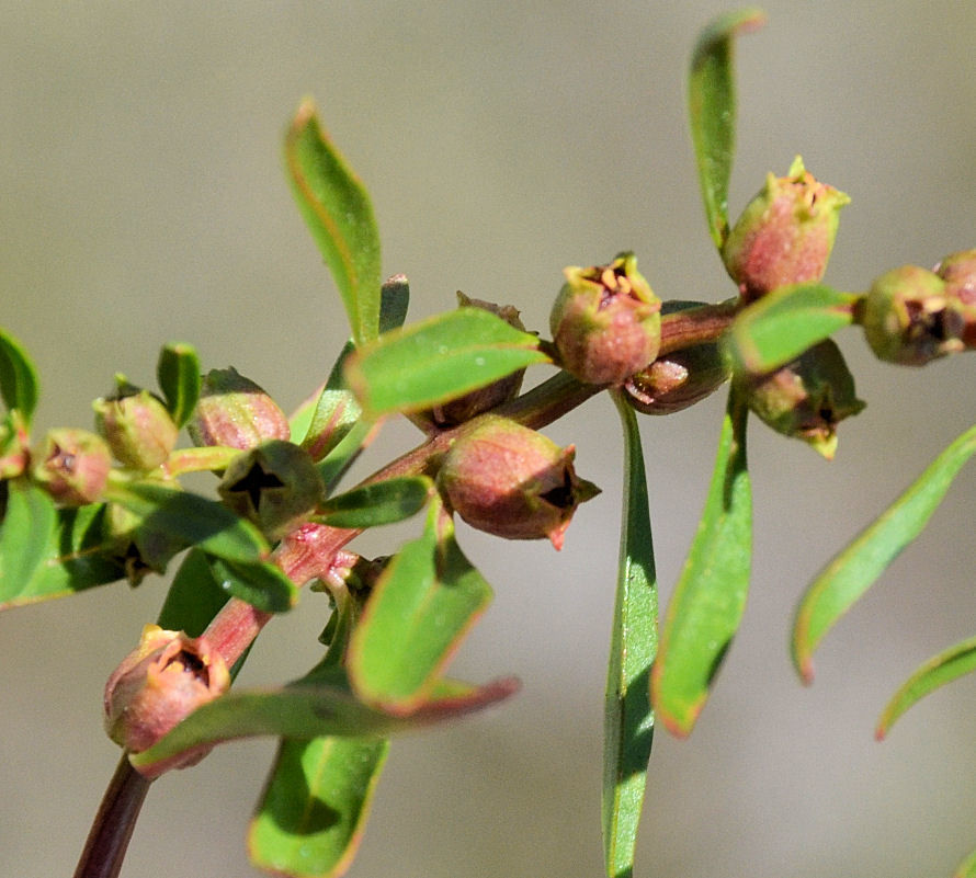 Image of lowland rotala