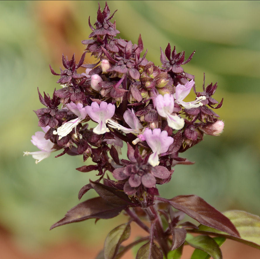 Image of sweet basil