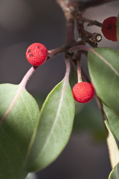 Image of Texas madrone