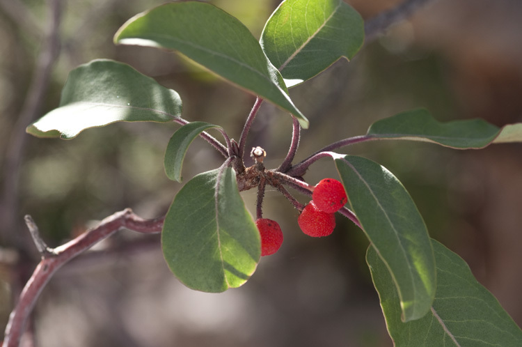 Image of Texas madrone